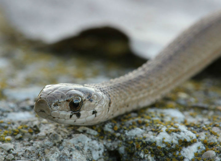 Brown Snake